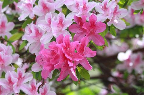 Azalea Rhododendron Flower Bloom Blossom Pink White Tree Nature