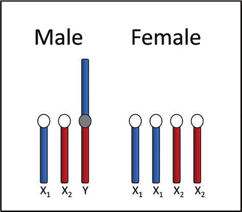 Conceptual Diagram Of Sex Chromosomes In Male And Female Sockeye Download Scientific Diagram