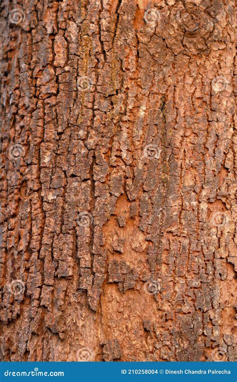 Vertical Natural Brown Old Tree Bark Texture Wood Background Wallpaper
