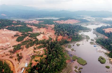 Phenological patterns of selected ficus species in tasik chini, malaysia malaysian applied biology 24. Khazanah Tasik Chini Harus Dipertahankan