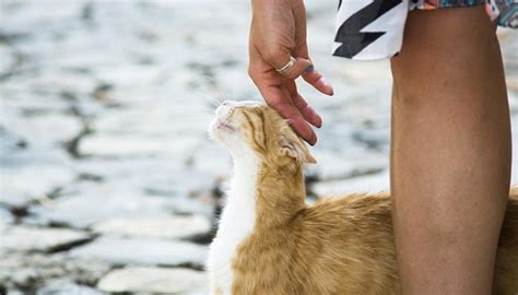 Cat Behavior: Why Your Kitten Rubs Up Against You
