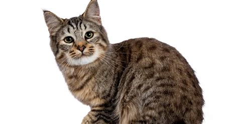 15 Most Dangerous Cat Breeds In The World With Pictures 2022