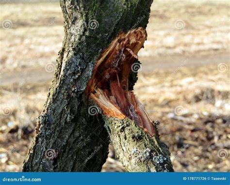 Broken Rotten Tree Branch Stock Photo Image Of Decor 178771726