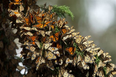 Mexique La Grande Migration Des Papillons Monarques Nature Insolite