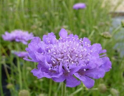 Plantfiles Pictures Pincushion Flower Butterfly Blue