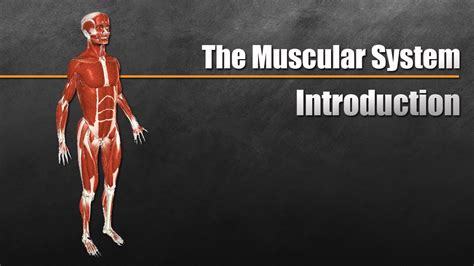 Want to learn more about the muscles in the human body? The Muscular System Explained In 6 Minutes - YouTube