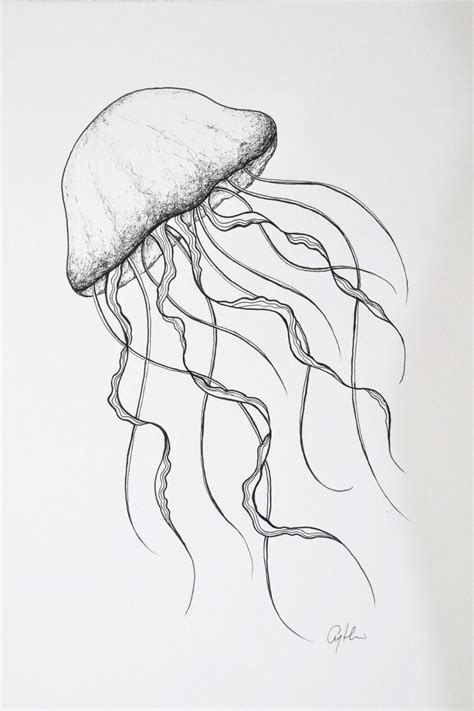 Jellyfish Drawing Sea Life Illustration Nursery Wall Decoration