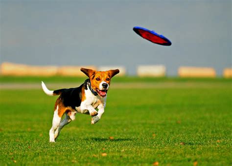 Kennel Club Bans Frisbee Throws For Dogs For Safety Reasons