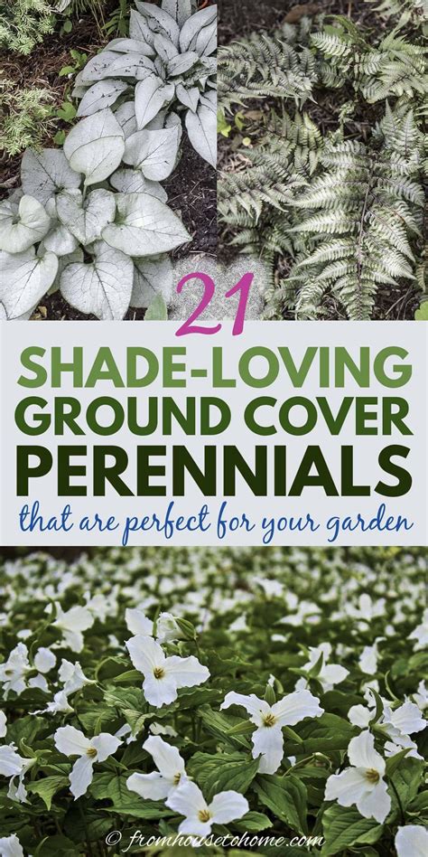 Low maintenance perennials are beautiful and easy to care for once you know what their needs are in regards to soil, sun, water, and fertilizer! Perennial Ground Cover (21 Low-Growing Plants That Thrive ...