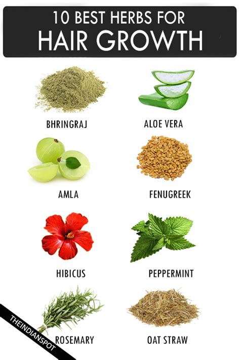 10 Best Herbs For Hair Growth The Indian Spot