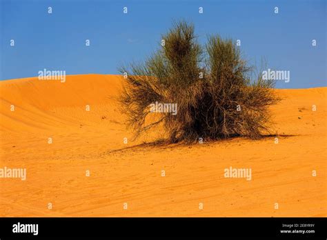 Desert Plant In The Great Arabian Desert Stock Photo Alamy
