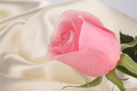 Pink Roses Backgrounds Wallpaper Cave