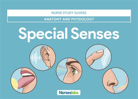 Special Senses Anatomy And Physiology Nurseslabs Anatomy Worksheets