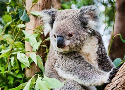Std Vaccine Developed For Koala Bears Asian Scientist