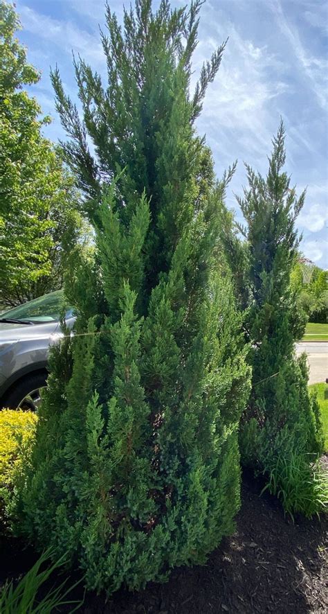 Fast Growing Privacy Trees And Tips For Planting Evergreens