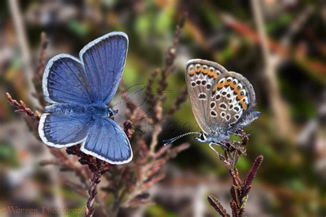 Silver Studded Blue Pair Photo Wp11393