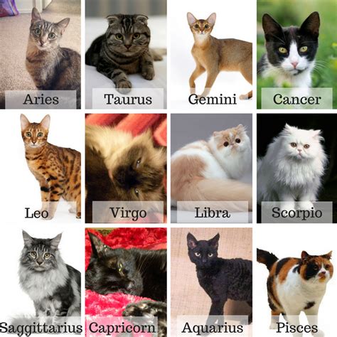 Zodiac Cats Astrology Zodiac Zodiacsigns Zodiacsignsfunny