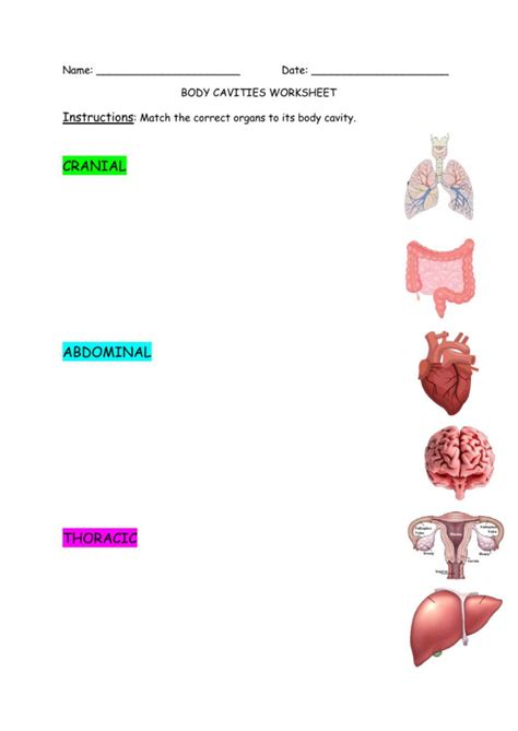 Body cavities worksheet