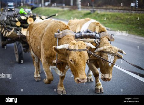 Buffalo Pulling Cart Hi Res Stock Photography And Images Alamy
