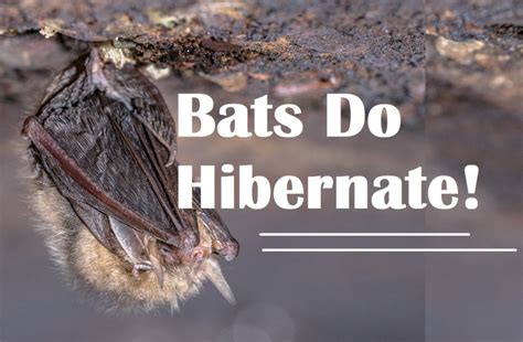Do Bats Go Into Hibernation Soon Virginia Bat Pros