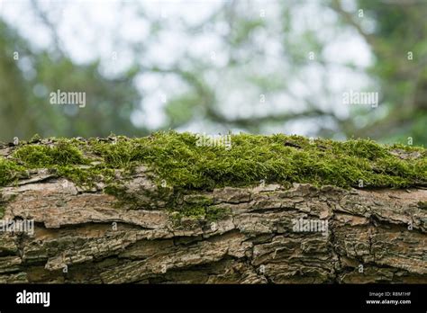Beautiful Green Nature Mossy Trees In The Woods Hi Res Stock