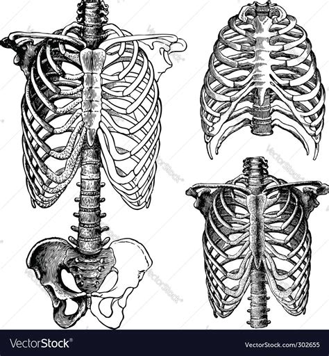 Chest Drawings For Medical Science Download A Free Preview Or High