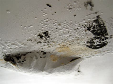 Black Mold Removal Everything You Must Know About These Spores