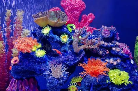 Variedad De Corales En Acuario Foto De Archivo Imagen De Animal