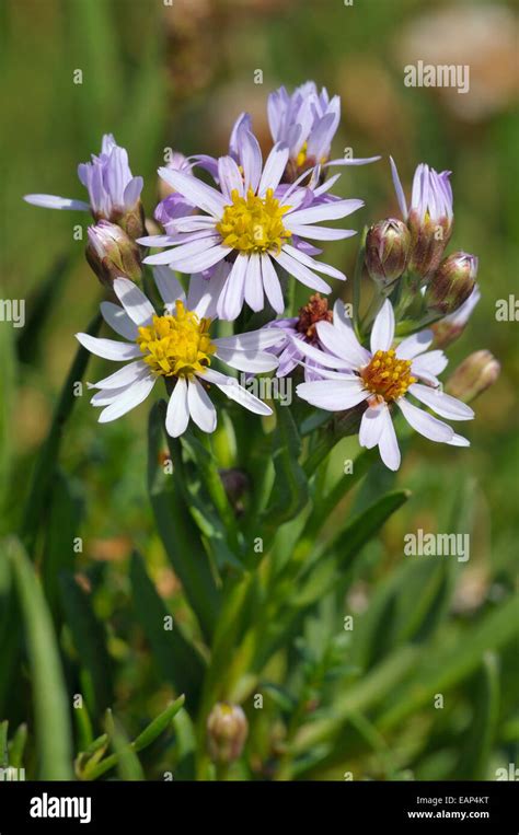 Sea Aster Aster Tripolium Salt Marsh Flower Stock Photo Alamy