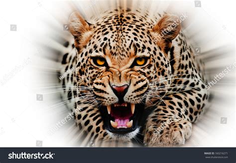 Jaguar Attacking Out Of White Background Stock Photo 160216271