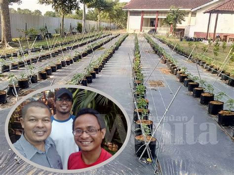 Dulur perlu tau cara menanam padi yang tepat dan sudah terbukti hasilnya. Cuma Tanam Cili Cara Fertigasi Di Sekolah, Guru Ini Dapat ...