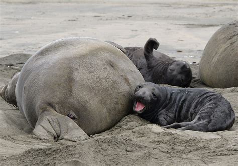 Elephant Seals Took Over A Popular Marin Beach During The Shutdown And