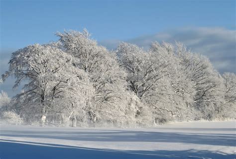 Trees Filled With Snow Free Image Peakpx