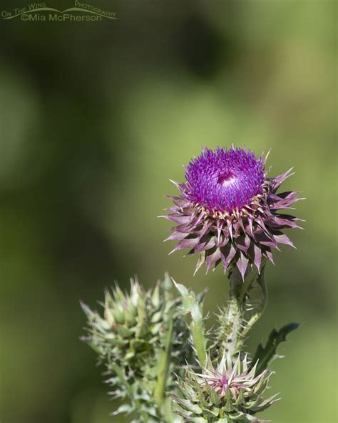 Musk Thistle In Bloom On The Wing Photography