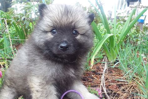 Fuzzy Keeshond Puppy For Sale Near Knoxville Tennessee B5f8e6b3 25c1