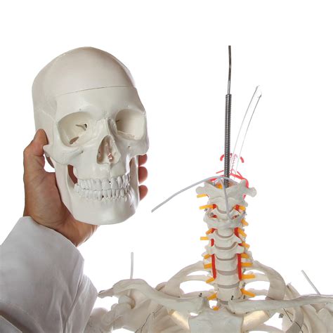 axis scientific flexible life size skeleton anatomical model bundle containing 5 6