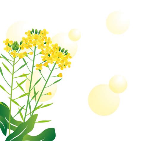 Mustard Plants Backgrounds Illustrations Royalty Free Vector Graphics