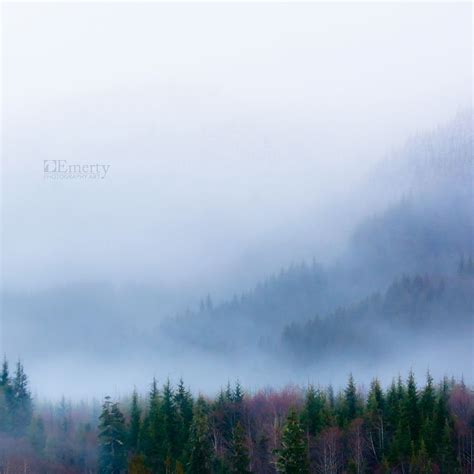 Misty Forest In North Cascades National Park North Cascades National