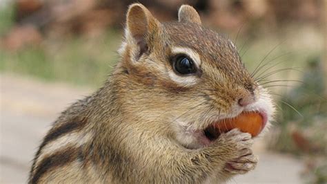 Why Do Chipmunks Look So Cute When Theyre Stuffing Their Faces