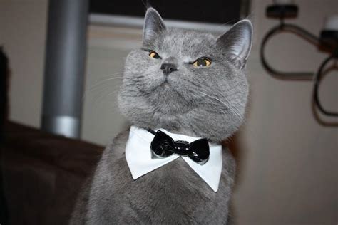 The 20 Best Pictures Of Cats In Bow Ties Cats British Shorthair Cats