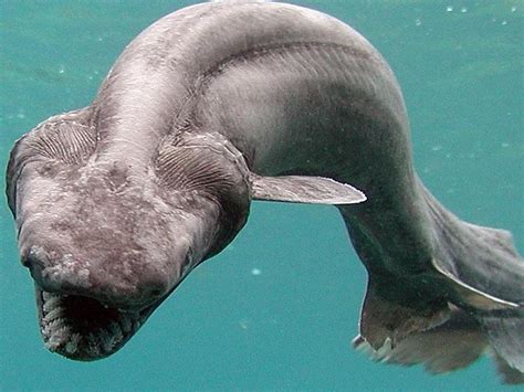 14 Creatures From The Bottom Of The Ocean That Will Give You Nightmares