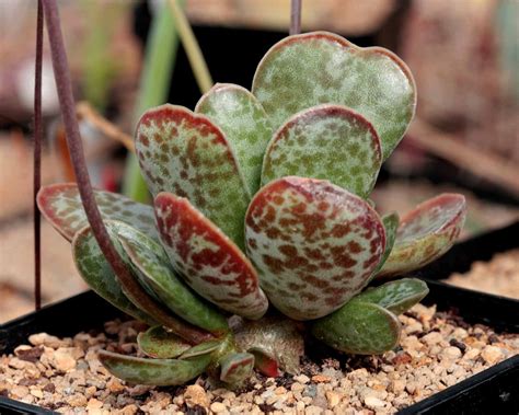 adromischus filicaulis marlothii JL1212 | Succulents, Botanical gardens