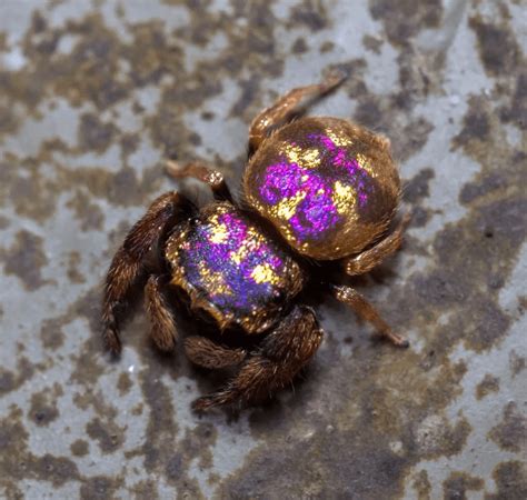 The Male Of The Purple Gold Jumping Spider Irura Bidenticulata Is