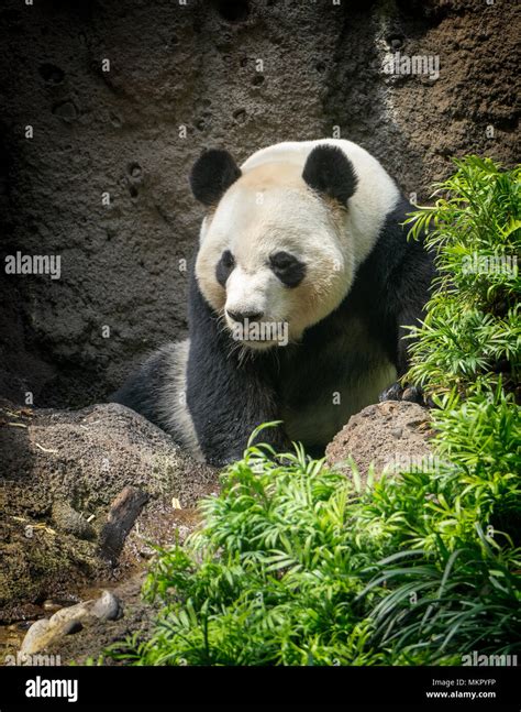 Giant Panda Bamboo Hi Res Stock Photography And Images Alamy