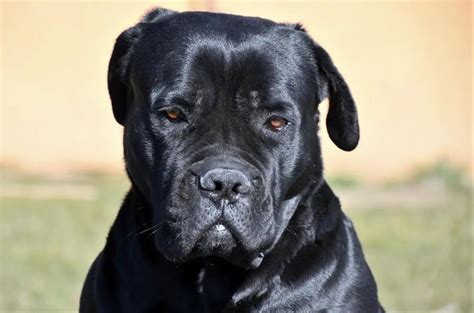 How Much Should Cane Corso Weigh Cane Corso Weight Calculator
