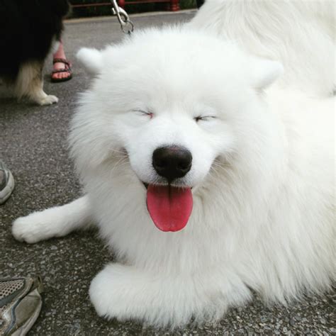 About Samoyed Club Of South Australia