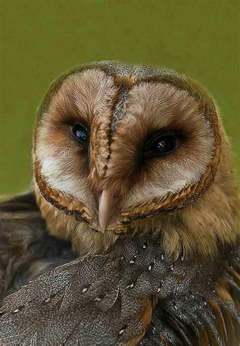 How Can You Not Love A Bird With A Heart Shaped Face Owl