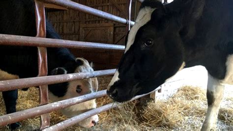 Frank The Bull Rescued By Jon Stewart Arrives At Farm Sanctuary