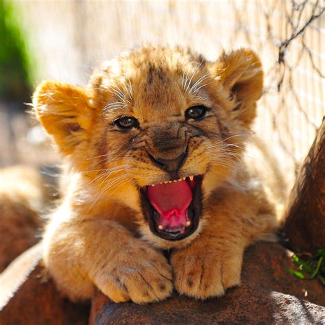 Baby Lion Roar Rich Jones Flickr