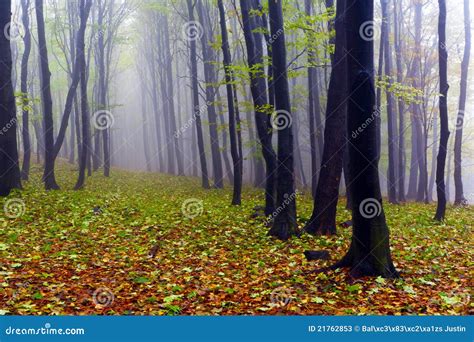 Fallen Leaves In Autumn Forest And Mysterious Fog Stock Image Image